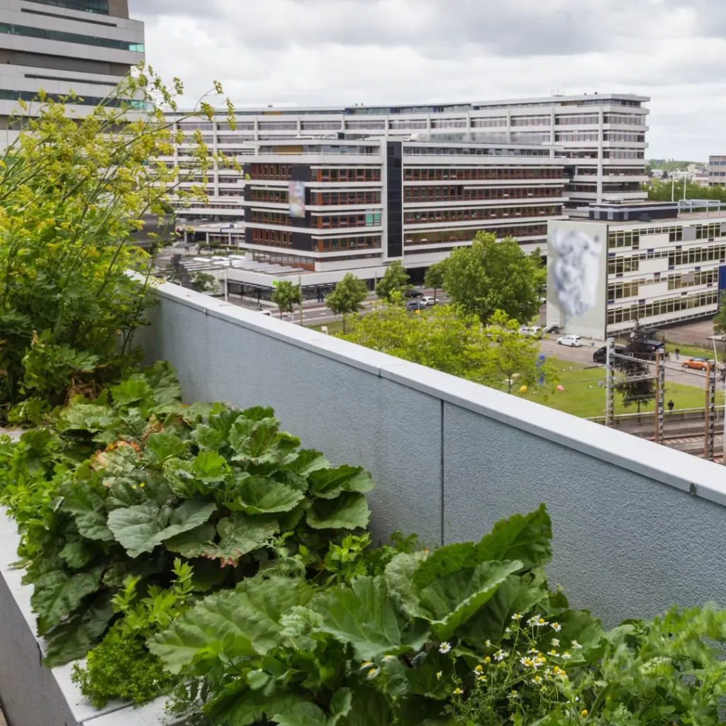 Green rooftop view in a city surrounded with buildings
